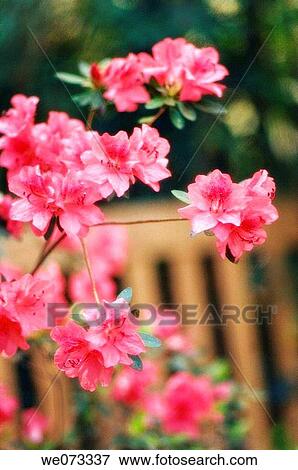 Pink Azalea Blossom. Rhododendron hybrid. March 2007, Maryland, USA View Large Photo Image Stock Photo - Pink Azalea Blossom. Rhododendron hybrid. March 2007, Maryland, USA. Fotosearch