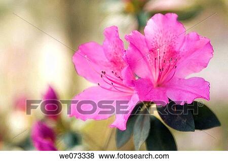 Pink Azalea Blossom. Rhododendron hybrid. March 2007, Maryland, USA View Large Photo Image Stock Photo - Pink Azalea Blossom. Rhododendron hybrid. March 2007, Maryland, USA. Fotosearch