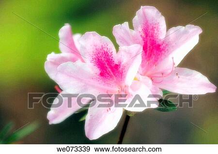 Pink Azalea Blossom. Rhododendron hybrid. March 2007, Maryland, USA View Large Photo Image Stock Photo - Pink Azalea Blossom. Rhododendron hybrid. March 2007, Maryland, USA. Fotosearch