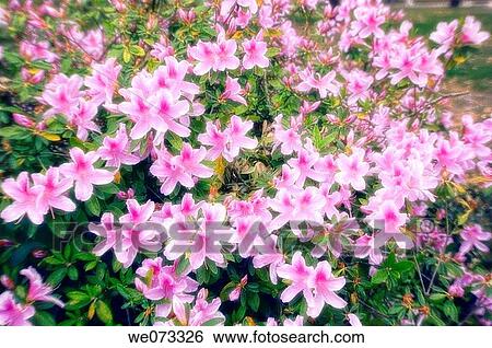 Pink Azalea Blossom. Rhododendron hybrid. March 2006, Maryland, USA View Large Photo Image Stock Photograph - Pink Azalea Blossom. Rhododendron hybrid. March 2006, Maryland, USA. Fotosearch