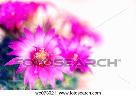 Pink Cactus Blossom. Mamillaria hybrid. April 2005, Maryland, USA View Large Photo Image Stock Image - Pink Cactus Blossom. Mamillaria hybrid. April 2005, Maryland, USA. Fotosearch