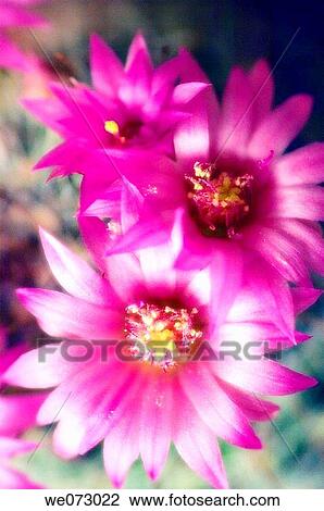 Pink Cactus Blossom. Mamillaria hybrid. April 2005, Maryland, USA View Large Photo Image Stock Image - Pink Cactus Blossom. Mamillaria hybrid. April 2005, Maryland, USA. Fotosearch