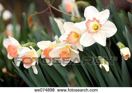Pink Cupped Daffodil Blossom. Narcissus hybrid. March 2007, Maryland, USA View Large Photo Image Stock Photo - Pink Cupped Daffodil Blossom. Narcissus hybrid. March 2007, Maryland, USA. Fotosearch