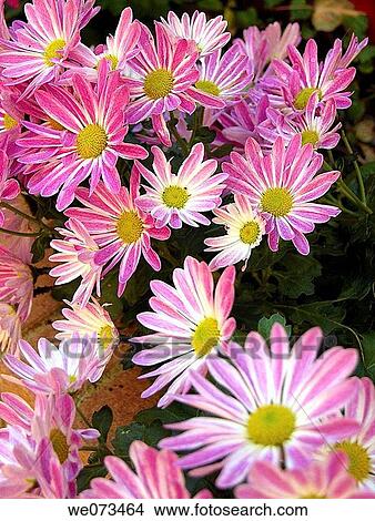 Picture - Pink daisies. Fotosearch