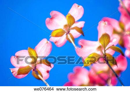 Pink Digwood in Bloom. Cornus florida pink. April 2007, Maryland, USA View Large Photo Image Picture - Pink Digwood in Bloom. Cornus florida pink. April 2007, Maryland, USA. Fotosearch
