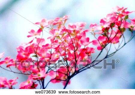 Pink Dogwood Blossom. Cornus florida pink. April 2006, Maryland, USA View Large Photo Image Stock Photo - Pink Dogwood Blossom. Cornus florida pink. April 2006, Maryland, USA. Fotosearch