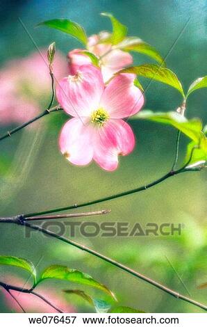 Pink Dogwood Blossom. Cornus florida pink. April 2006, Maryland, USA View Large Photo Image Stock Photo - Pink Dogwood Blossom. Cornus florida pink. April 2006, Maryland, USA. Fotosearch