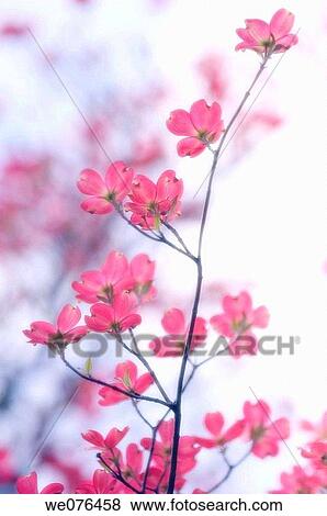 Pink Dogwood Blossom. Cornus florida pink. April 2006, Maryland, USA View Large Photo Image Stock Photo - Pink Dogwood Blossom. Cornus florida pink. April 2006, Maryland, USA. Fotosearch