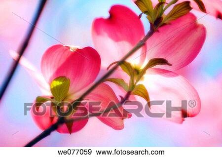 Stock Photo - Pink Dogwood Blossom. Cornus florida pink. April 2007, Maryland, USA. Fotosearch