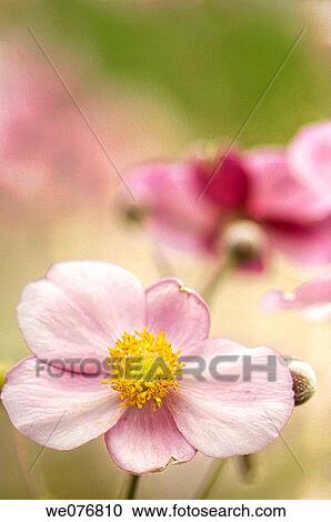 Pink Japanese Anemone Flowers. Anemone japonica. September 2006, Maryland, USA View Large Photo Image Stock Image - Pink Japanese Anemone Flowers. Anemone japonica. September 2006, Maryland, USA. Fotosearch