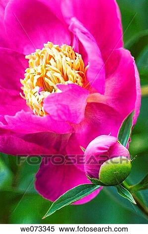 Pink Peony Bloom and a Bud. Paeonia lactiflora. May 2005, Maryland, USA View Large Photo Image Stock Photography - Pink Peony Bloom and a Bud. Paeonia lactiflora. May 2005, Maryland, USA. Fotosearch