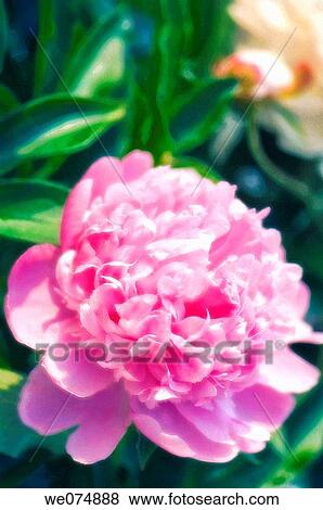 Pink Peony Bloom. Paeonia lactiflora. May 2007, Maryland, USA View Large Photo Image Stock Photo - Pink Peony Bloom. Paeonia lactiflora. May 2007, Maryland, USA. Fotosearch