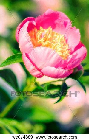 Pink Peony Bloom. Paeonia lactiflora. May 2007, Maryland, USA View Large Photo Image Stock Photo - Pink Peony Bloom. Paeonia lactiflora. May 2007, Maryland, USA. Fotosearch