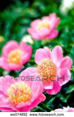 Pink Peony Blossom. Paeonia lactiflora. May 2007, Maryland, USA View Large Photo Image Stock Image - Pink Peony Blossom. Paeonia lactiflora. May 2007, Maryland, USA. Fotosearch