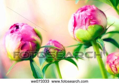 Pink Peony Buds. Paeonia lactiflora. May 2007, Maryland, USA View Large Photo Image Stock Image - Pink Peony Buds. Paeonia lactiflora. May 2007, Maryland, USA. Fotosearch