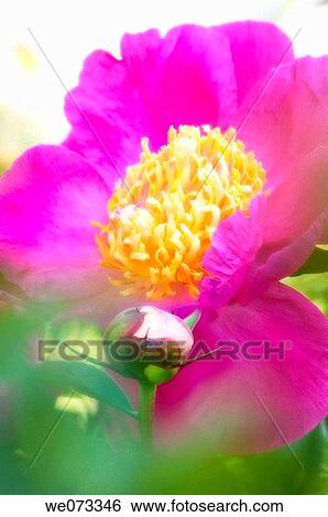 Pink Peony Flower and a Bud. Paeonia lactiflora. May 2005, Maryland, USA View Large Photo Image Stock Photograph - Pink Peony Flower and a Bud. Paeonia lactiflora. May 2005, Maryland, USA. Fotosearch