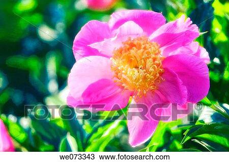 Pink Peony Flower. Paeonia lactiflora. May 2005, Maryland, USA View Large Photo Image Stock Image - Pink Peony Flower. Paeonia lactiflora. May 2005, Maryland, USA. Fotosearch