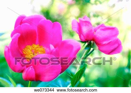Pink Peony Flowers. Paeonia lactiflora. May 2005, Maryland, USA View Large Photo Image Picture - Pink Peony Flowers. Paeonia lactiflora. May 2005, Maryland, USA. Fotosearch