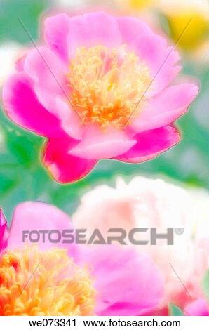 Pink Peony Flowers. Paeonia lactiflora. May 2005, Maryland, USA View Large Photo Image Stock Image - Pink Peony Flowers. Paeonia lactiflora. May 2005, Maryland, USA. Fotosearch