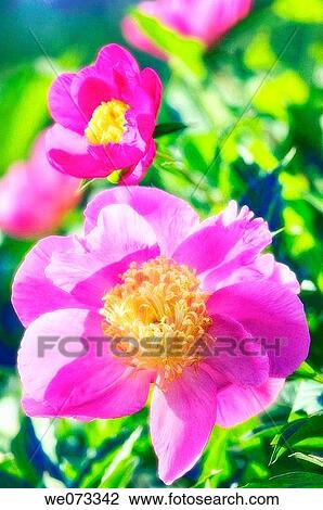 Pink Peony Flowers. Paeonia lactiflora. May 2005, Maryland, USA View Large Photo Image Stock Image - Pink Peony Flowers. Paeonia lactiflora. May 2005, Maryland, USA. Fotosearch