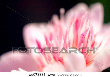 Pink Peony. Paeonia lactiflora. May 2007, Maryland, USA View Large Photo Image Stock Image - Pink Peony. Paeonia lactiflora. May 2007, Maryland, USA. Fotosearch
