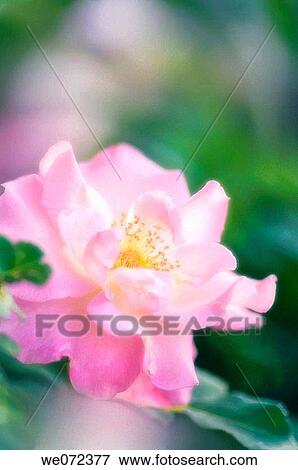 Pink Rose Flower. Rosa hybrid. May 2007, Maryland, USA View Large Photo Image Stock Photo - Pink Rose Flower. Rosa hybrid. May 2007, Maryland, USA. Fotosearch