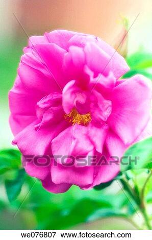 Pink Rose Flower. Rosa rugosa. May 2006, Maryland, USA View Large Photo Image Stock Photo - Pink Rose Flower. Rosa rugosa. May 2006, Maryland, USA. Fotosearch