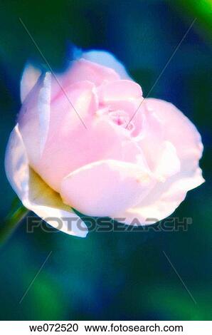 Pink Rose. Rosa hybrid. June 2006 View Large Photo Image Stock Image - Pink Rose. Rosa hybrid. June 2006. Fotosearch