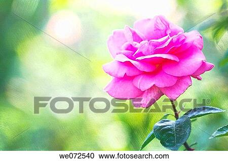 Pink Rose. Rosa hybrid. May 2006, Maryland, USA View Large Photo Image Stock Image - Pink Rose. Rosa hybrid. May 2006, Maryland, USA. Fotosearch
