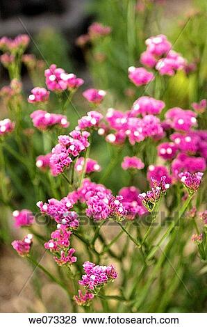 Pink Statice in Bloom. Limonium sinuatum. March 2006, Maryland, USA View Large Photo Image Stock Photo - Pink Statice in Bloom. Limonium sinuatum. March 2006, Maryland, USA. Fotosearch