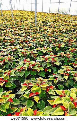 Poinsettias (Euphorbia pulcherrima) in a garden center. Riudoms, Tarragona province, Catalonia, Spain View Large Photo Image Stock Image - Poinsettias (Euphorbia pulcherrima) in a garden center. Riudoms, Tarragona province, Catalonia, Spain. Fotosearch