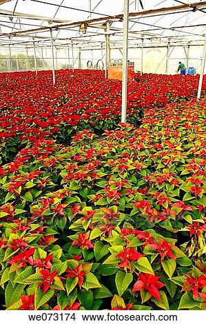 Poinsettias in a greenhouse. Reus, Tarragona province, Catalonia, Spain View Large Photo Image Picture - Poinsettias in a greenhouse. Reus, Tarragona province, Catalonia, Spain. Fotosearch