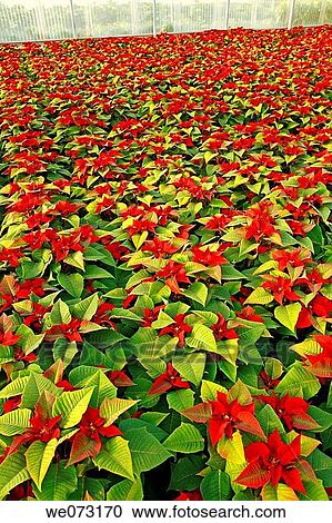 Poinsettias in a greenhouse. Reus, Tarragona province, Catalonia, Spain View Large Photo Image Stock Image - Poinsettias in a greenhouse. Reus, Tarragona province, Catalonia, Spain. Fotosearch