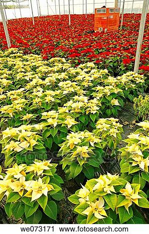 Poinsettias in a greenhouse. Reus, Tarragona province, Catalonia, Spain View Large Photo Image Stock Image - Poinsettias in a greenhouse. Reus, Tarragona province, Catalonia, Spain. Fotosearch