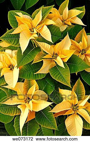 Poinsettias in a greenhouse. Reus, Tarragona province, Catalonia, Spain View Large Photo Image Stock Image - Poinsettias in a greenhouse. Reus, Tarragona province, Catalonia, Spain. Fotosearch