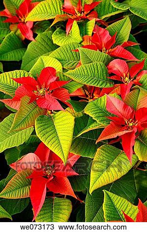 Stock Image - Poinsettias in a greenhouse. Reus, Tarragona province, Catalonia, Spain. Fotosearch