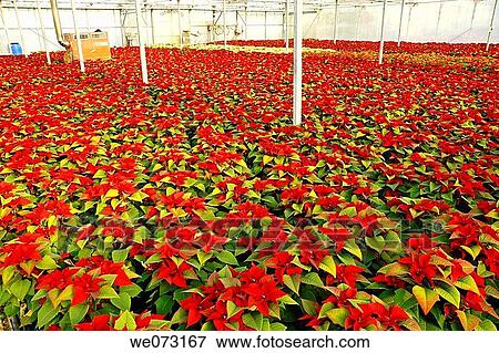 Poinsettias in a greenhouse. Reus, Tarragona province, Catalonia, Spain View Large Photo Image Stock Photo - Poinsettias in a greenhouse. Reus, Tarragona province, Catalonia, Spain. Fotosearch