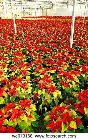 Poinsettias in a greenhouse. Reus, Tarragona province, Catalonia, Spain View Large Photo Image Stock Photo - Poinsettias in a greenhouse. Reus, Tarragona province, Catalonia, Spain. Fotosearch