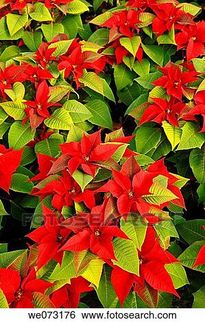 Poinsettias in a greenhouse. Reus, Tarragona province, Catalonia, Spain View Large Photo Image Stock Photograph - Poinsettias in a greenhouse. Reus, Tarragona province, Catalonia, Spain. Fotosearch