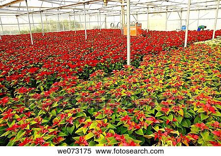 Poinsettias in a greenhouse. Reus, Tarragona province, Catalonia, Spain View Large Photo Image Stock Photography - Poinsettias in a greenhouse. Reus, Tarragona province, Catalonia, Spain. Fotosearch