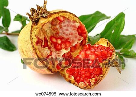 Stock Photography - Pomegranate (Punica granatum). Fotosearch