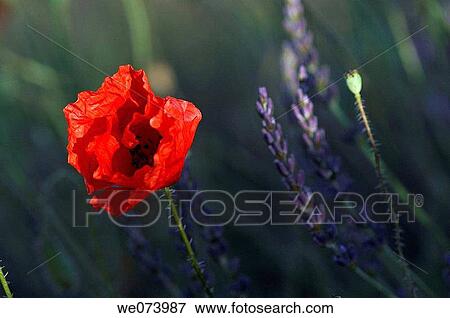 Poppy and Lavender (Papaver rhoeas), (Lavandula spica), Plateau de Valensole, Provence, France View Large Photo Image Stock Photo - Poppy and Lavender (Papaver rhoeas), (Lavandula spica), Plateau de Valensole, Provence, France. Fotosearch