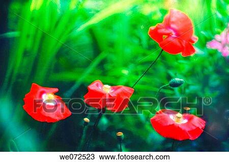 Poppy Flower Patch. Papaver rhoeas. June 2006, Maryland, USA View Large Photo Image Stock Image - Poppy Flower Patch. Papaver rhoeas. June 2006, Maryland, USA. Fotosearch