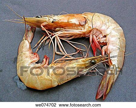 Stock Image - Prawns. Fotosearch