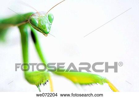 Praying Mantis View Large Photo Image Picture - Praying Mantis. Fotosearch