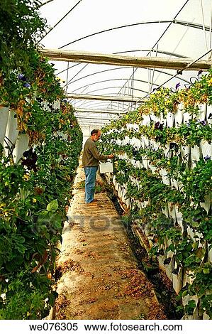 Production of edible pansy (Viola tricolor) flowers in greenhouse. Balaguer, Lleida province, Catalonia, Spain View Large Photo Image Stock Photography - Production of edible pansy (Viola tricolor) flowers in greenhouse. Balaguer, Lleida province, Catalonia, Spain. Fotosearch