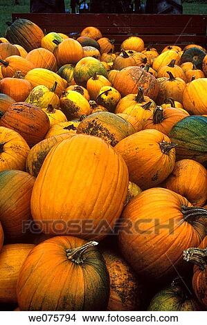 PUMPKINS COUNTRY STORE HAZEN. PENNSYLVANIA. USA View Large Photo Image Picture - PUMPKINS COUNTRY STORE HAZEN. PENNSYLVANIA. USA. Fotosearch