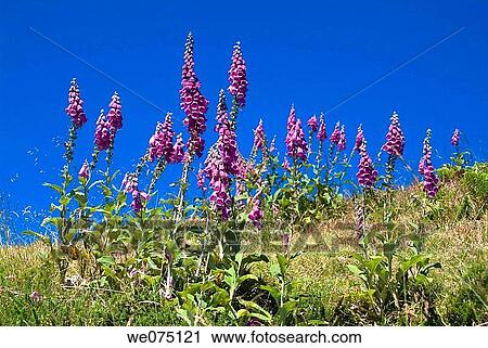 Purple Foxglove (Digitalis purpurea). Urkiola National Park. Vizcaya. Spain View Large Photo Image Stock Image - Purple Foxglove (Digitalis purpurea). Urkiola National Park. Vizcaya. Spain. Fotosearch