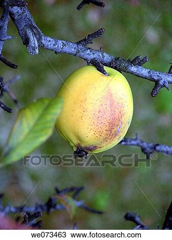 Quince View Large Photo Image Stock Image - Quince. Fotosearch
