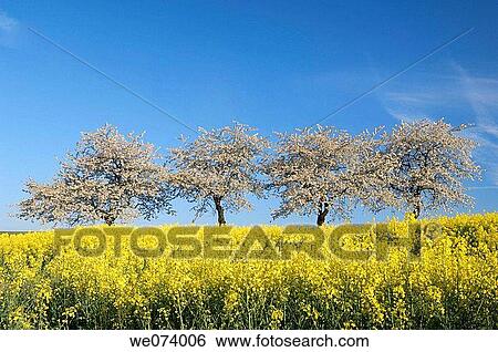 Stock Photograph - Rape field and Blossoming Cherry Trees, Gera, Thueringen, Germany. Fotosearch